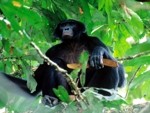 Seguimiento de bonobos en Congo