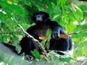 Seguimiento de bonobos en Congo Seguimiento de bonobos en Congo