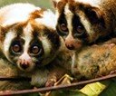 Spot Loris Spot Loris