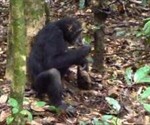 Transmisión cultural entre chimpancés